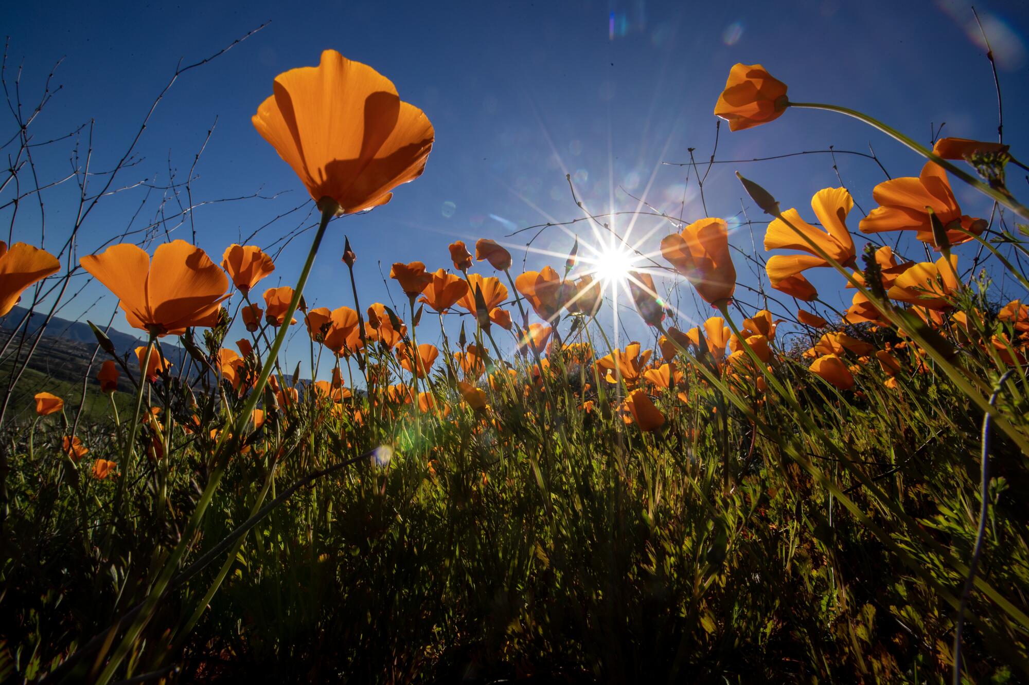 Poppies didn't blanket Walker Canyon hillsides in the past three years due to the drought. 