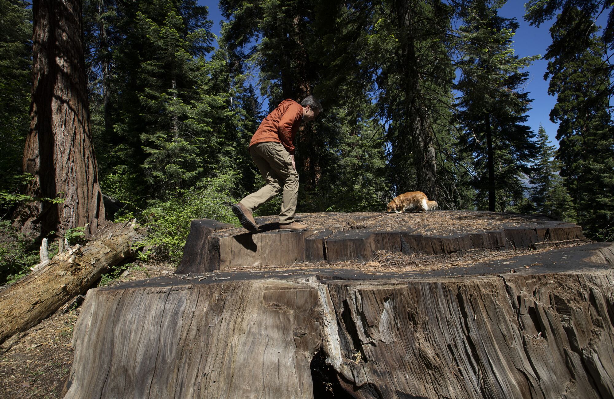 Humboldt State scientist Jim Campbell-Spickler climbs on the stump of a giant sequoia in June.