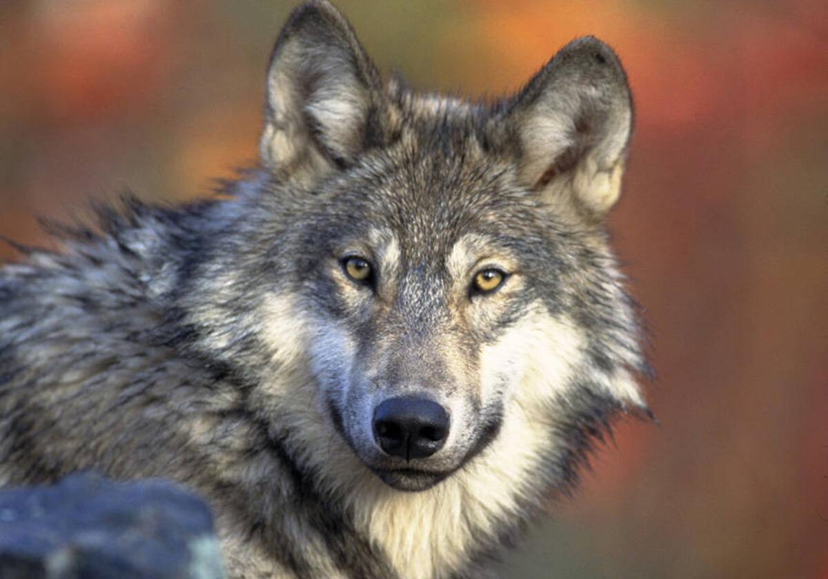 A young male gray wolf near the Oregon-California border.