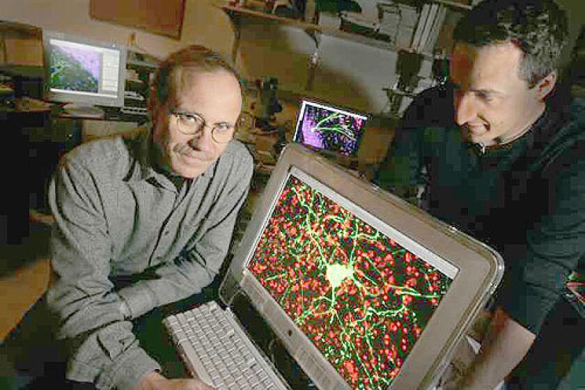 POINTS OF LIGHT: Neuroscientist Fred Gage, left, and cancer biologist Alysson Muotri of the Salk Institute for Biological Studies wondered what produces individuality. The computer screen shows photos of brain neurons, which evolve throughout life.