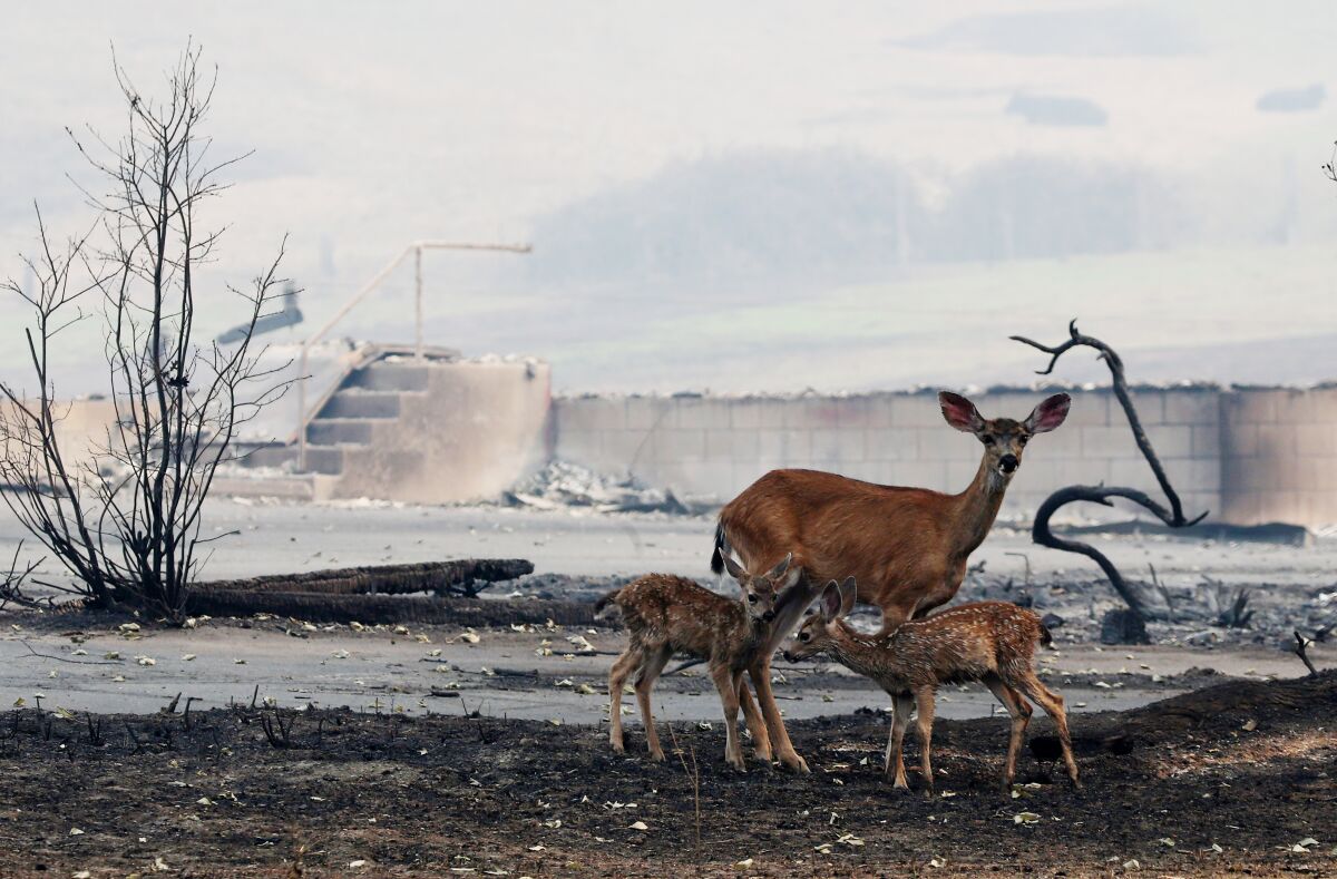 A doe and fawns forage in a burned area.