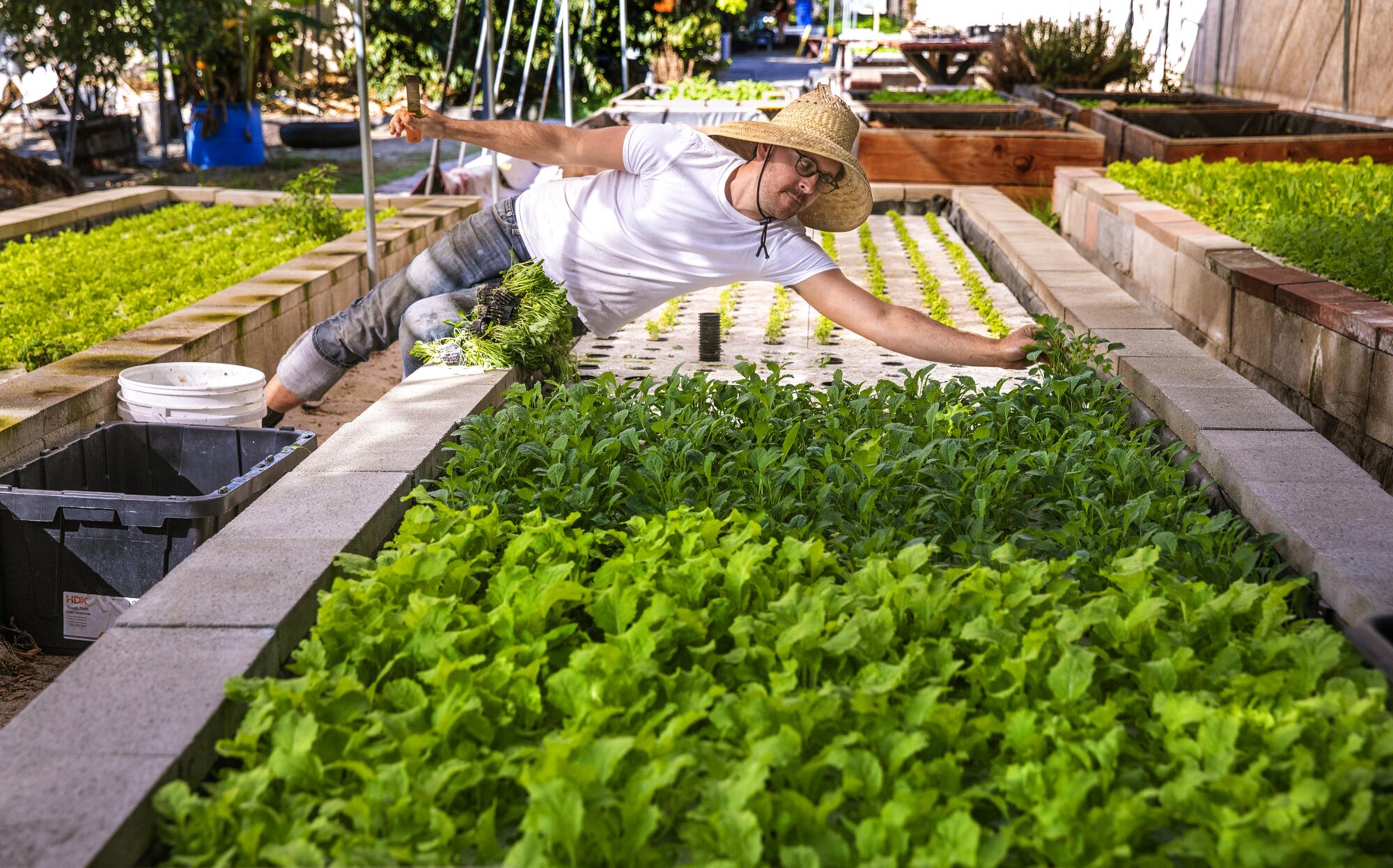 A man in a straw hat leans over a planter bed to harvest hydroponically grown kale.