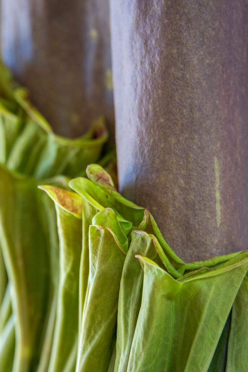 A close-up detail of a closed corpse flower before it blooms.