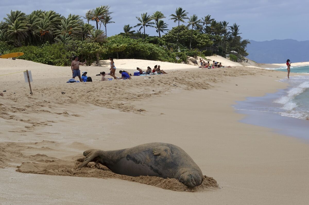 A monk seal rests on the beach in Pupukea, Hawaii, with people in the background.
