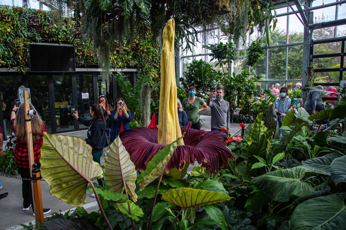 Spectators queue up Monday morning to see the rare bloom of the corpse plant at San Diego Botanic Garden. 