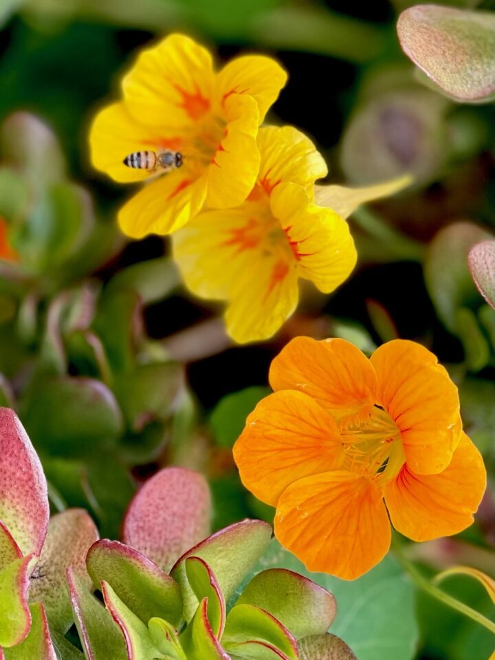 Marilyn Macrate Nasturtium flowers and bee.jpg