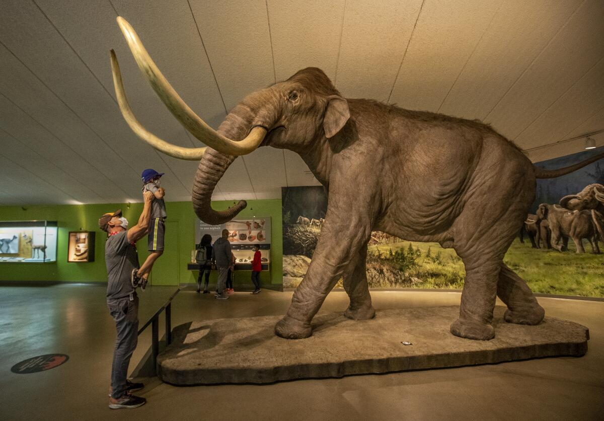 An adult lifts an infant to inspect a woolly mammoth replica at a museum