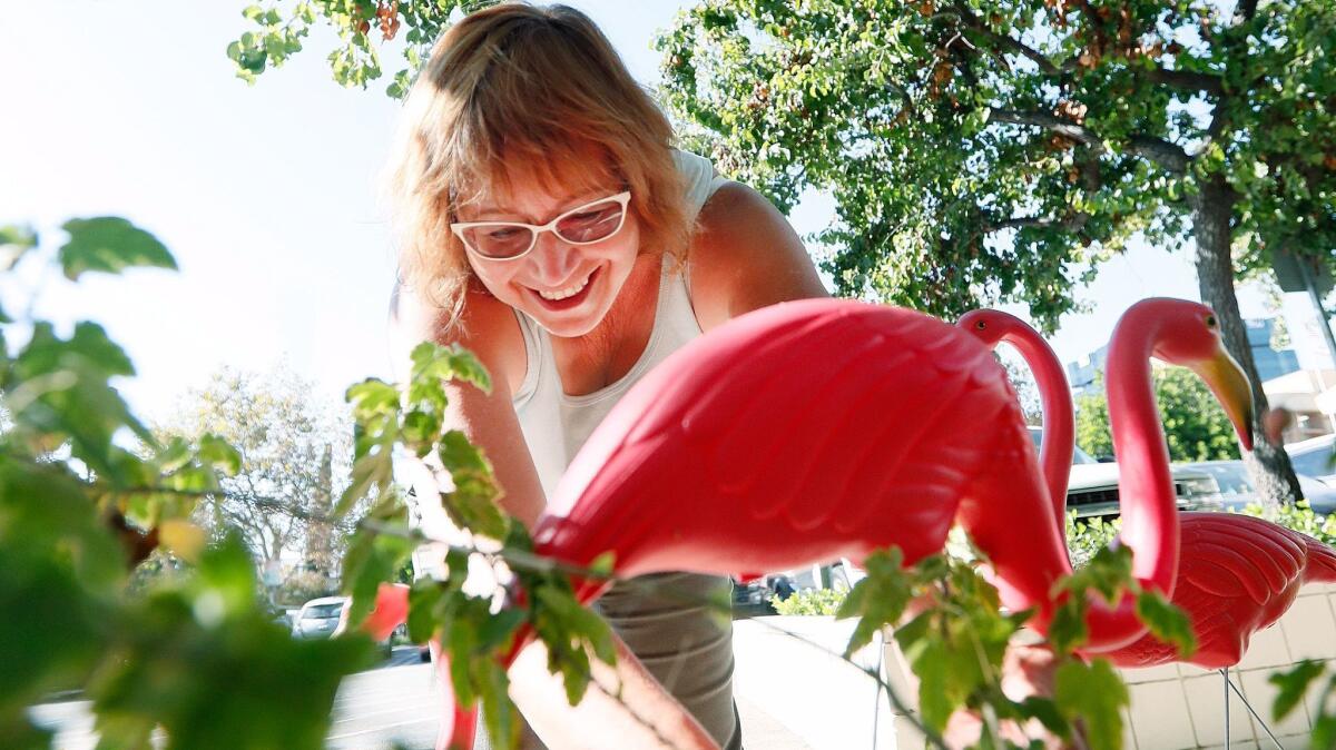 Jill Herbertson, of Burbank, plants a flamingo in a small garden behind Burbank City Hall Wednesday to show support for Mayor Will Rogers who recently announced he has stage 4 liver cancer.