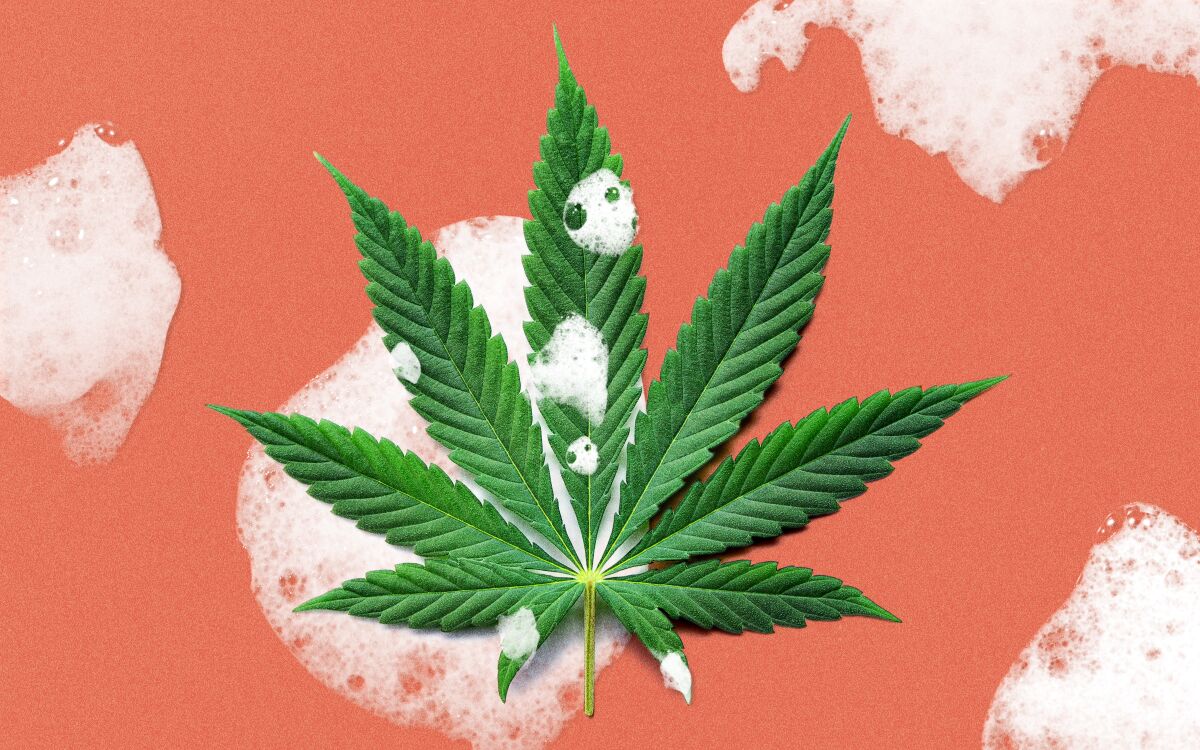 An illustration of a cannabis leaf with soap suds on it. 