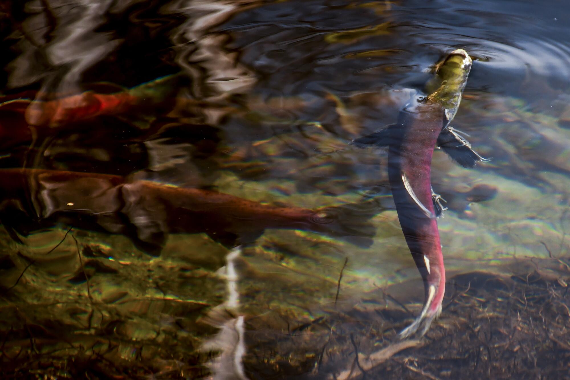 The salmon then struggle upstream to lay eggs and die.