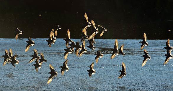 Least Sandpipers skim the surface of San Gabriel River that flows through the eastern part of Whittier Narrows Wildlife Sanctuary in South El Monte.