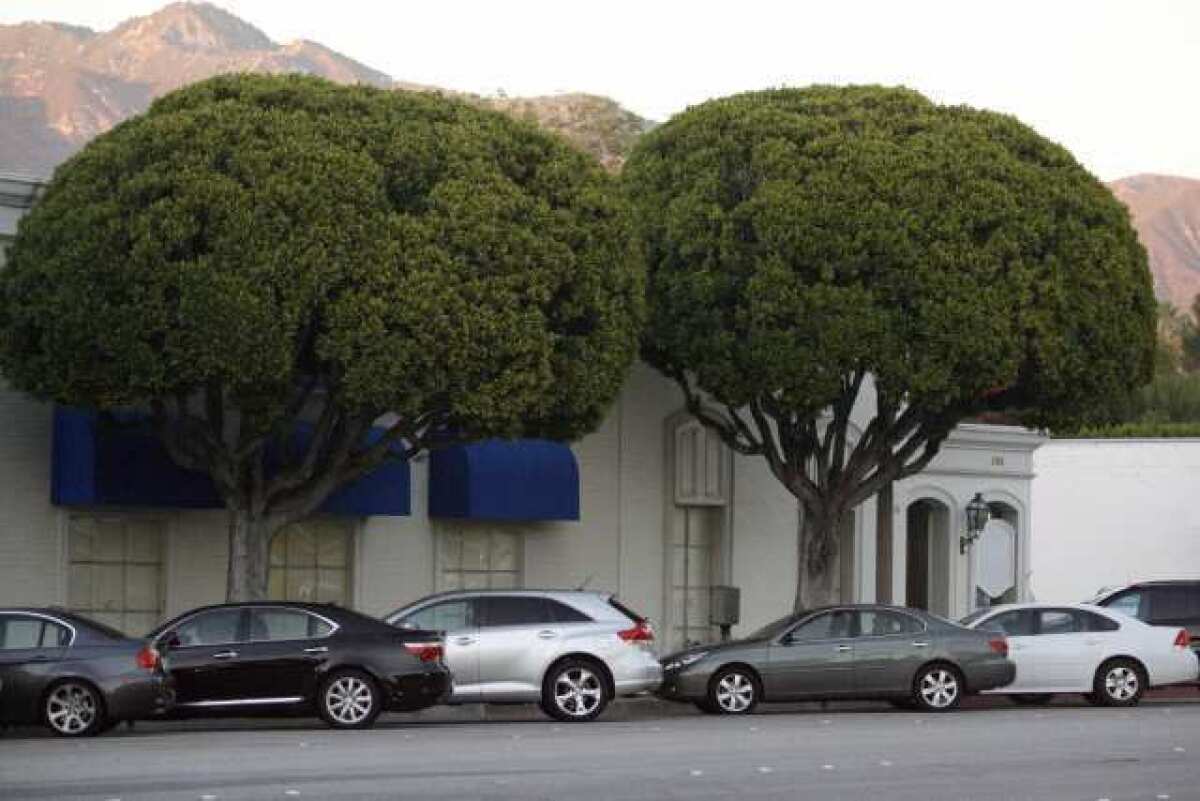 The San Marino City Council have approved a plan to chop down 35 ficus trees along Huntington Drive and replace them. Merchants along Huntington overwhelmingly asked the trees be taken out.