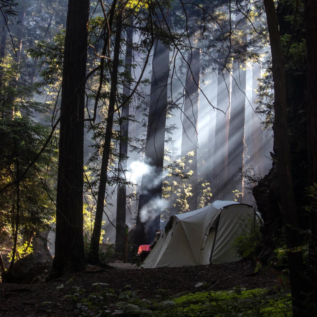 A tent among trees in Big Sur. 