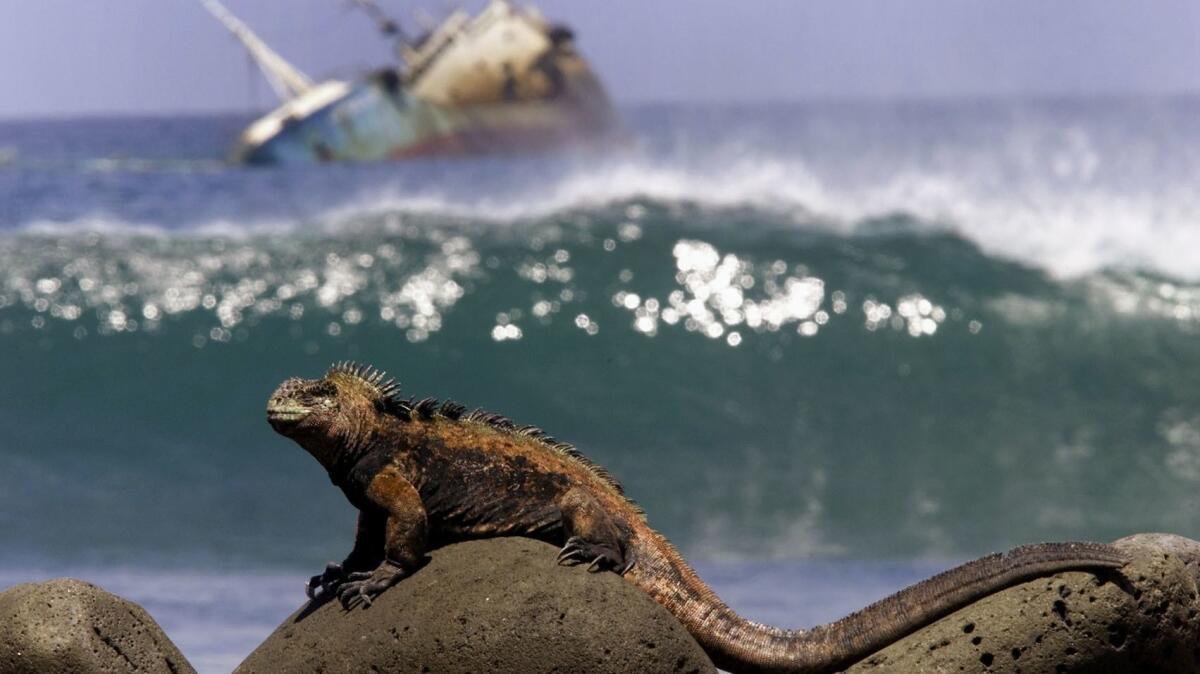 An iguana sunbathes over volcanic stones on the shores of San Cristobal Island in the Galapagos archipelago in 2001. Seen in the background is the Jessica, an Ecuadorean tanker that ran aground, spilling more than 170,000 gallons of diesel fuel.