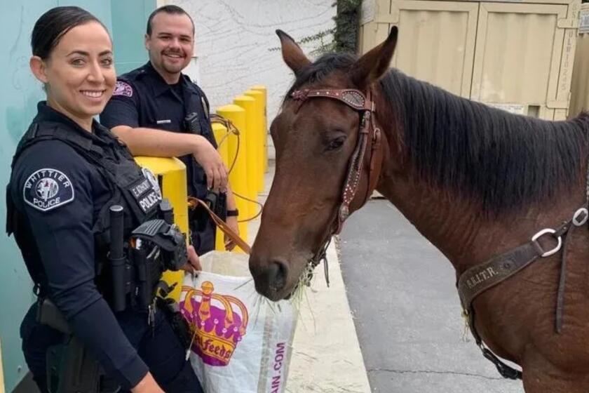 A person riding a horse through traffic and refusing to pull over for police was arrested on suspicion of driving under the influence following a brief pursuit in Whittier. The hose was taken into the Whittier Police Department's care after the incident.
