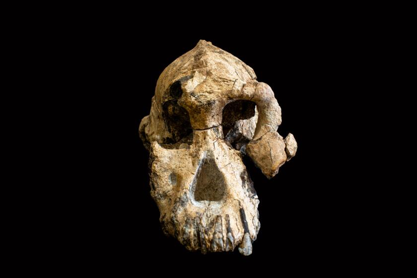 3.8-million-year-old hominin cranium