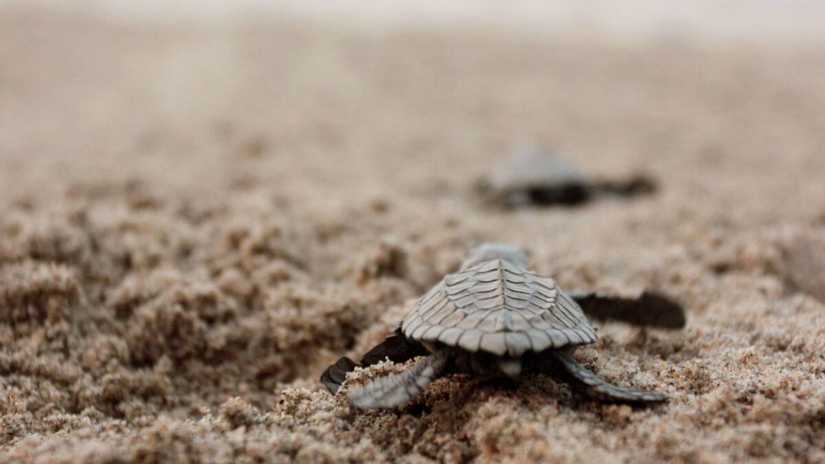 A newly hatched Olive Ridley sea turtle walks toward the surf at the beach in Sayulita.
