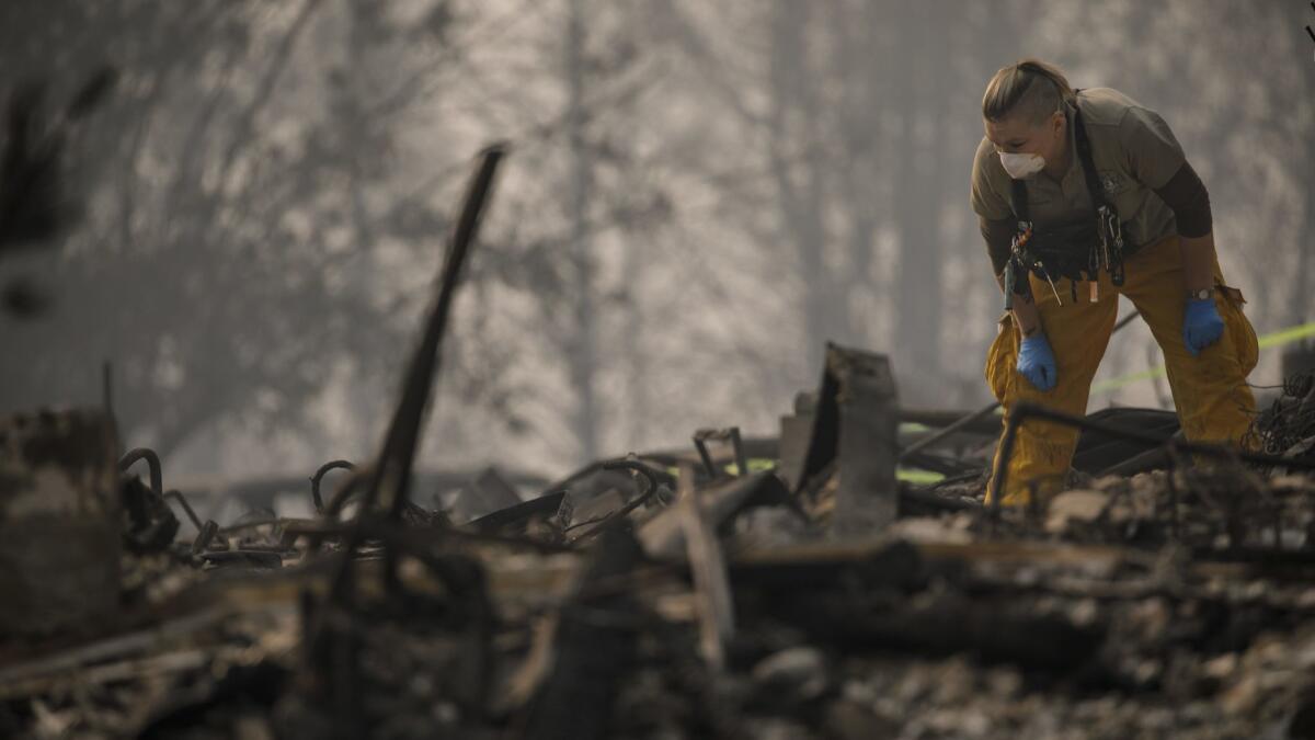A member of a search-and-rescue team inspects an area for possible human remains while combing through Paradise Gardens, which was destroyed by the Camp fire.