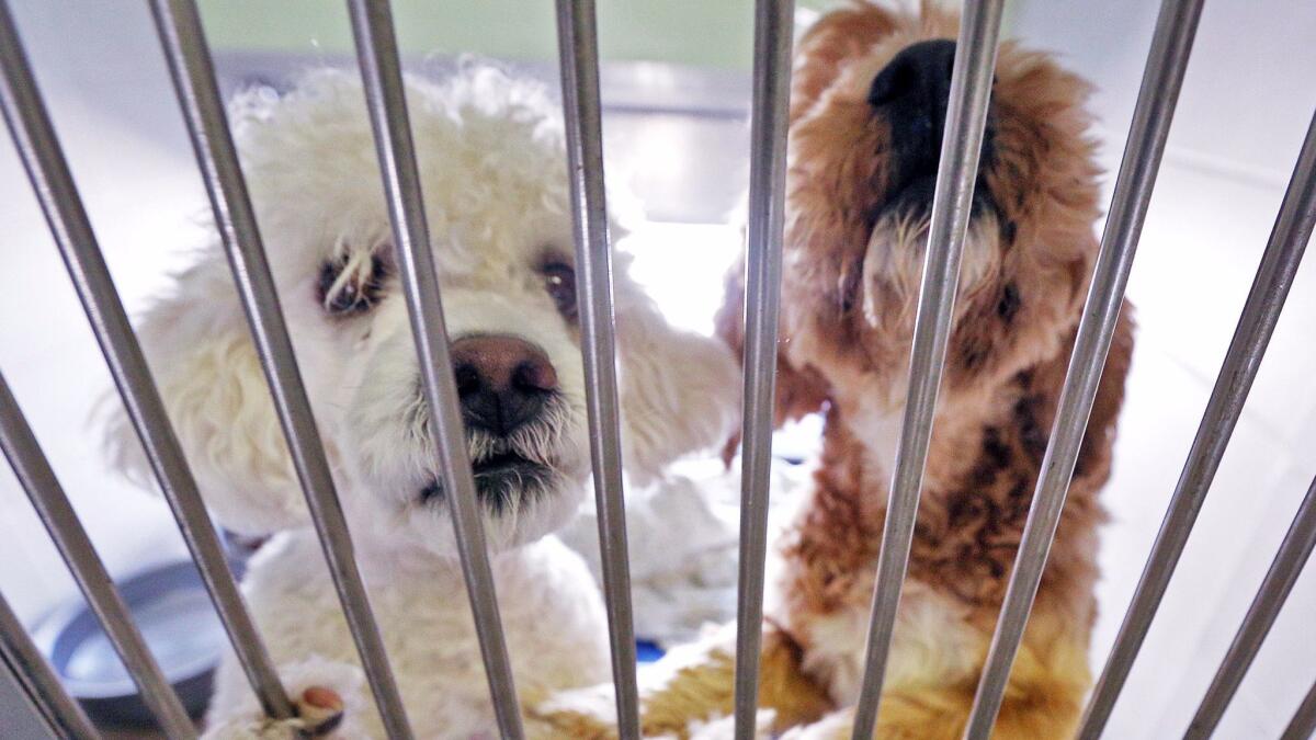 Two unnamed poodles at the Burbank Animal Shelter in Burbank on Tuesday, August 8, 2017. Dozens of animal shelters in Southern California will lower adoption fees on August 19.