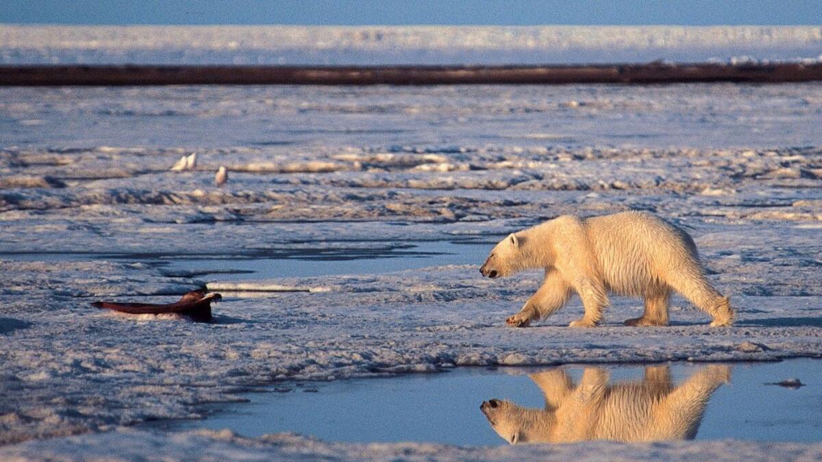 A polar bear walks in the Arctic National Wildlife Refuge, a habitat at dire risk from global warming.