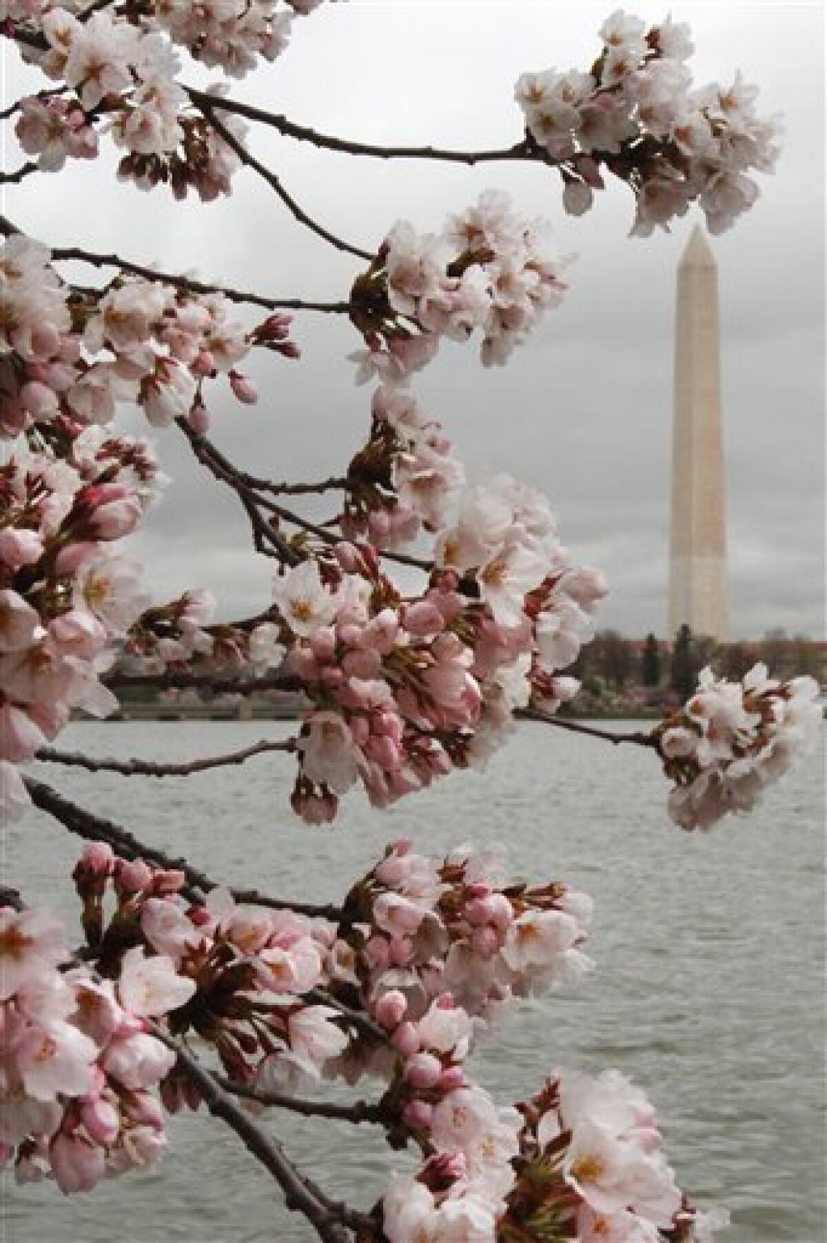 DC United 2023 Cherry Blossom Away Kit Released - Footy Headlines