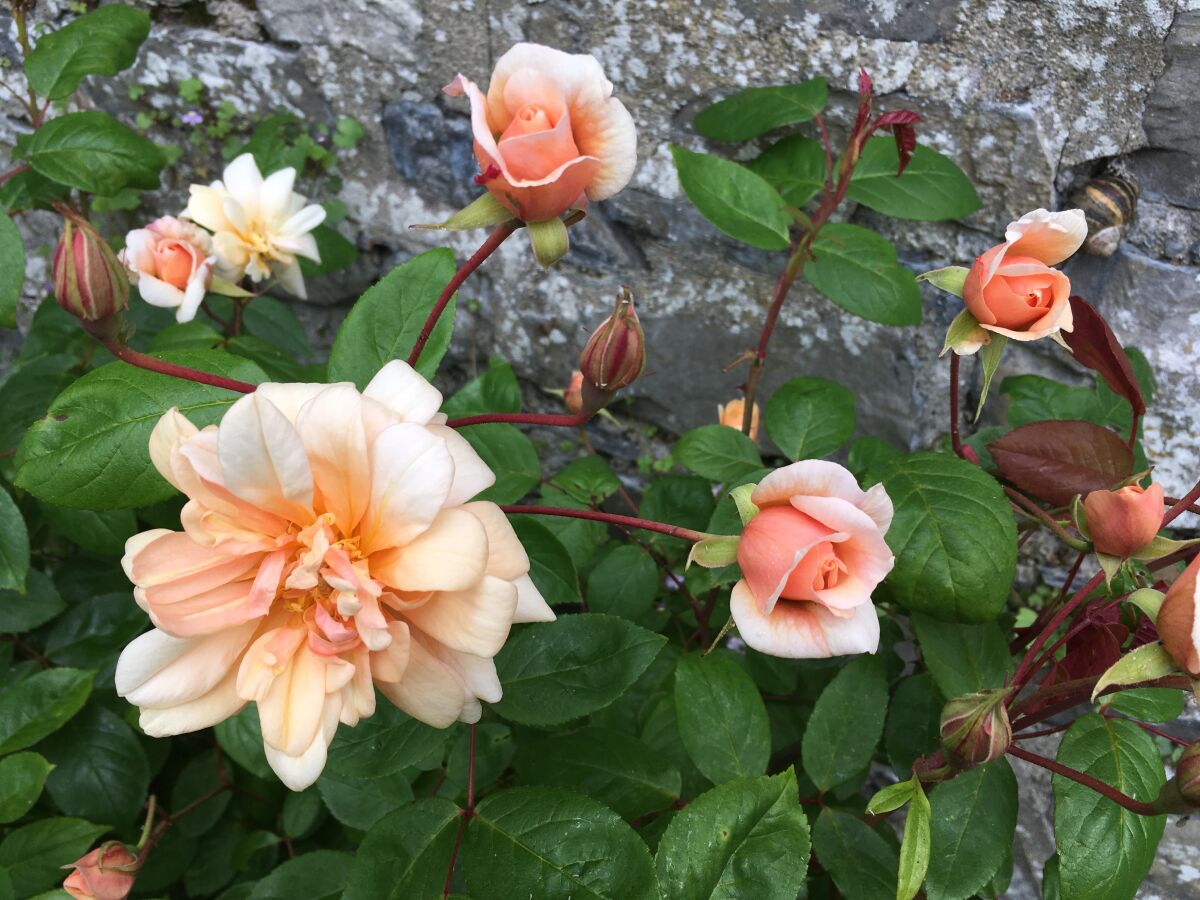 With fragrant apricot blooms and wonderful disease resistance, Perle d’Or fully deserved its Earth-Kind Rose of the Year designation in 2007.