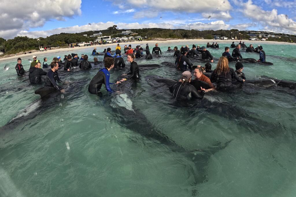 AUSTRALIA-BALLENAS