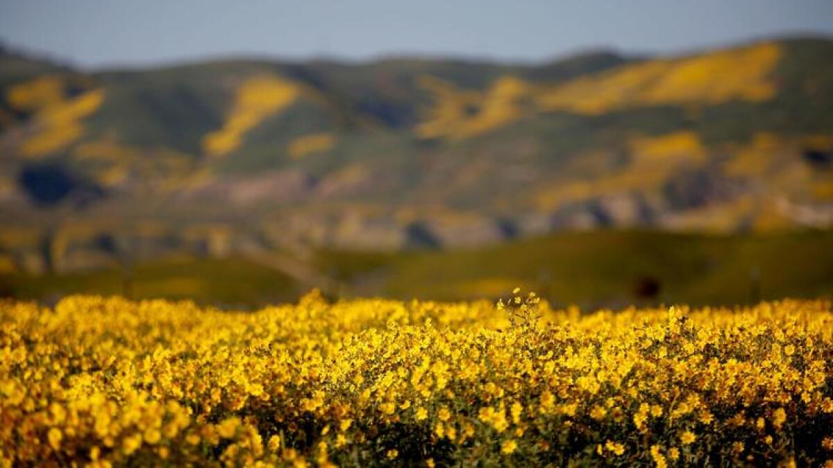 The Carrizo Plain National Monument, carpeted with wildflowers this spring, is one of six national monuments in California that are under review by the Trump administration.