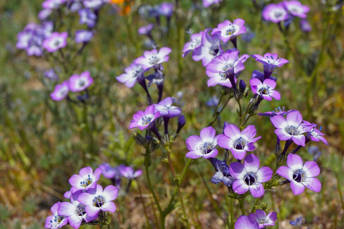 Gilia tricolor flowers, which are purple and white.