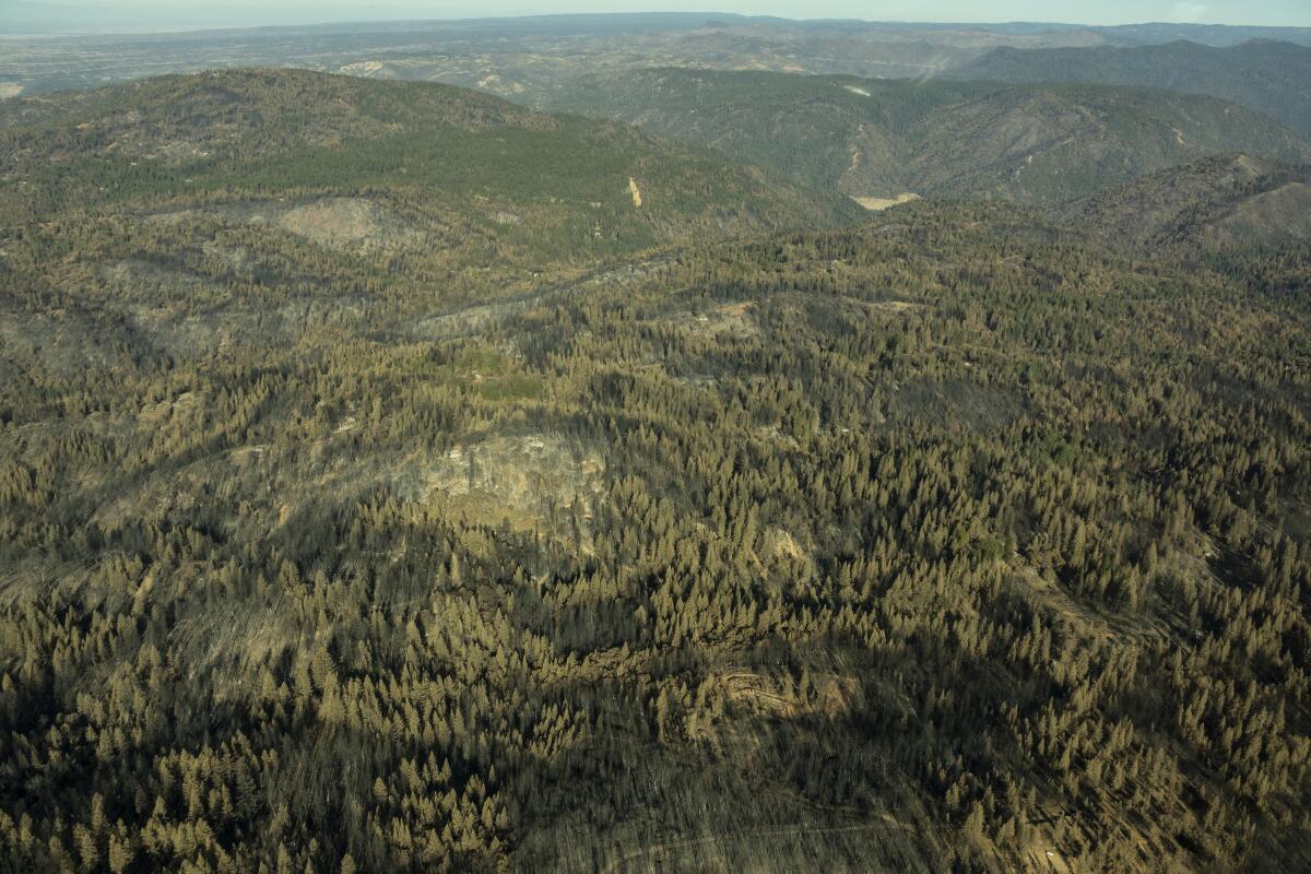 A flyover view of the North Complex fire shows a mosaic-like burn pattern, with patches of burnt conifer forest.