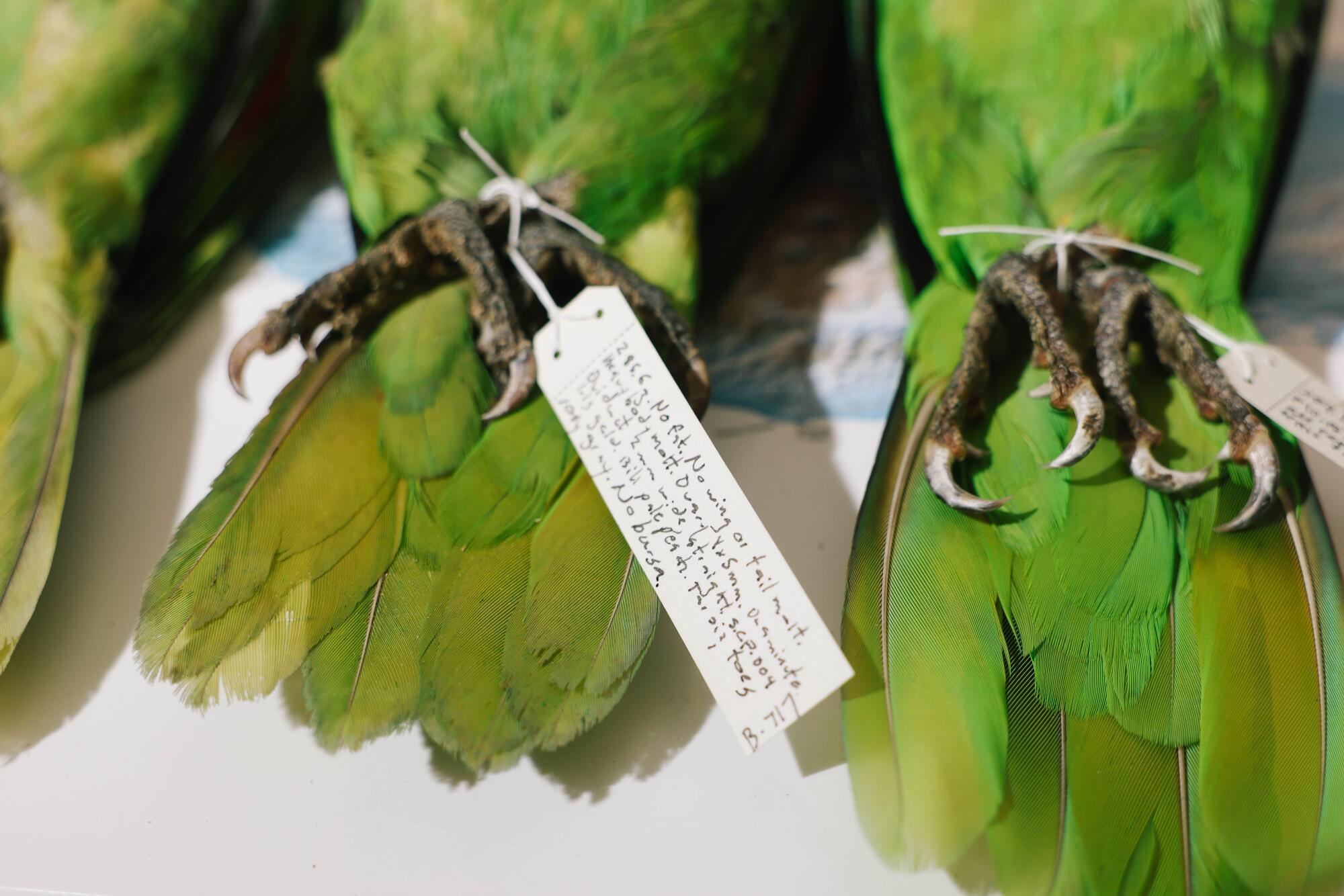 A rope ties the legs of a pair of parrot specimens in a laboratory