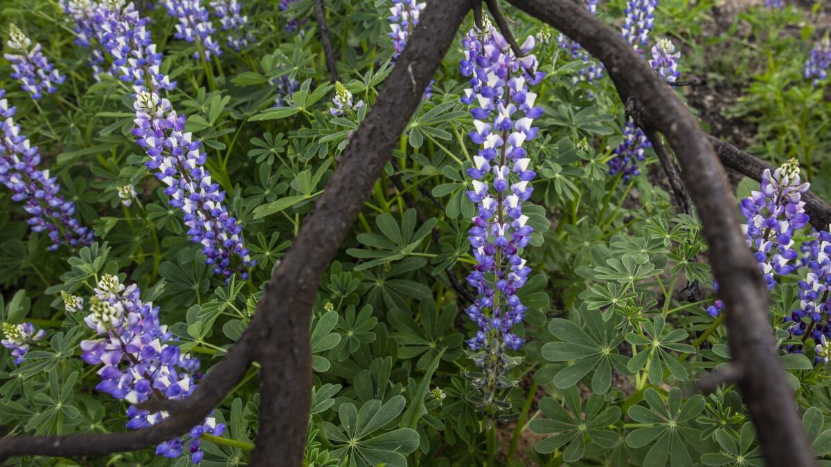 Arroyo Lupine sprouts beneath trees that died in the Woolsey fire at Malibu Creek State Park.