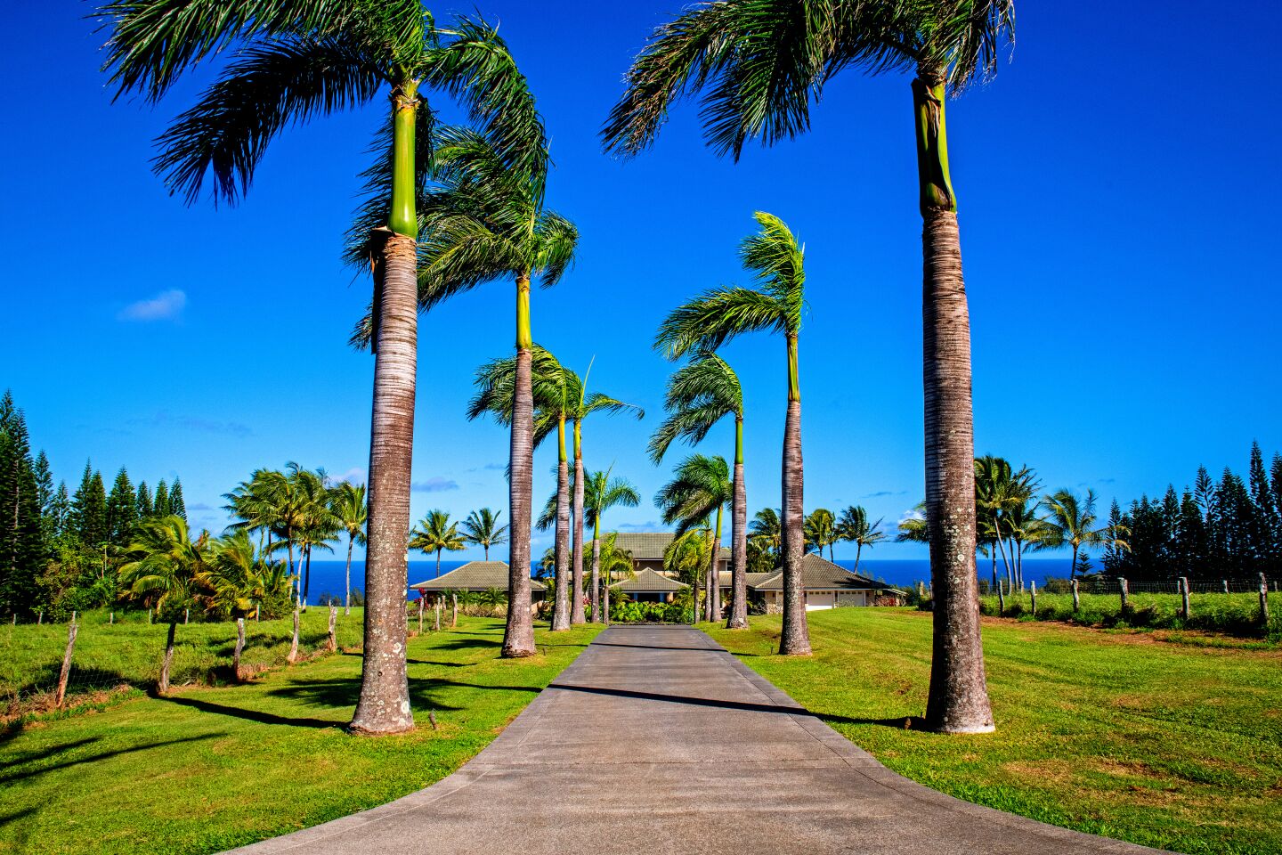 Palm trees line the long driveway approaching the estate.