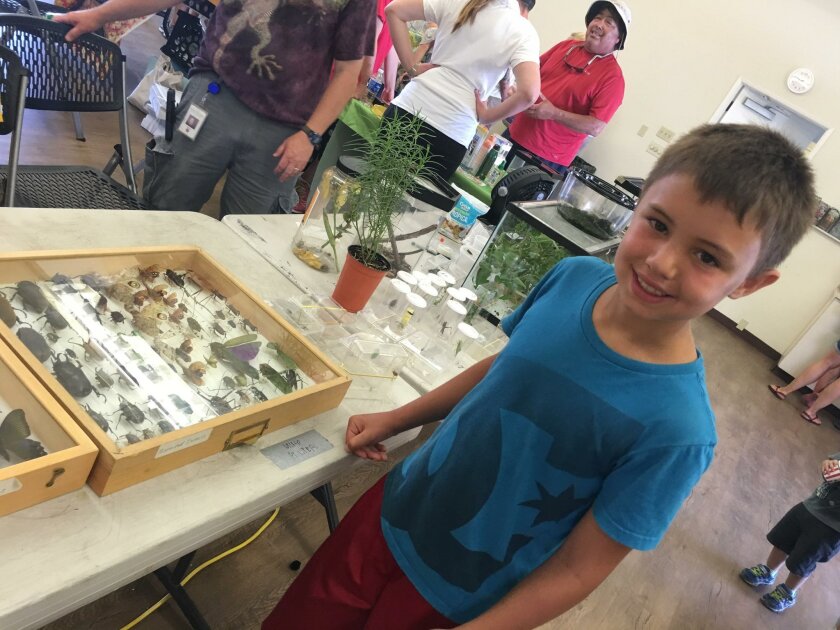 Keawe at the San Diego Botanic Garden Insect and Ladybug Festival.
