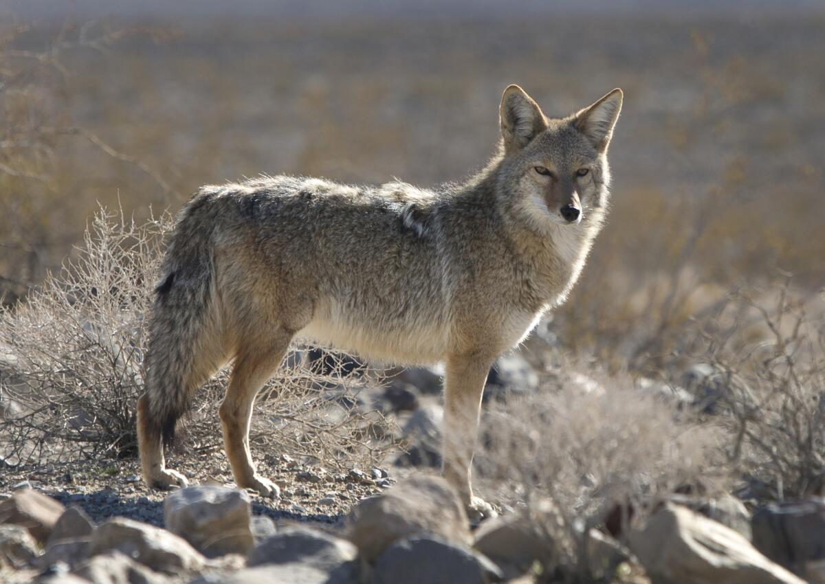 Portola Springs residents have been told to keep coyotes away by eliminating trash, pet food and water. Above, a coyote in Death Valley.