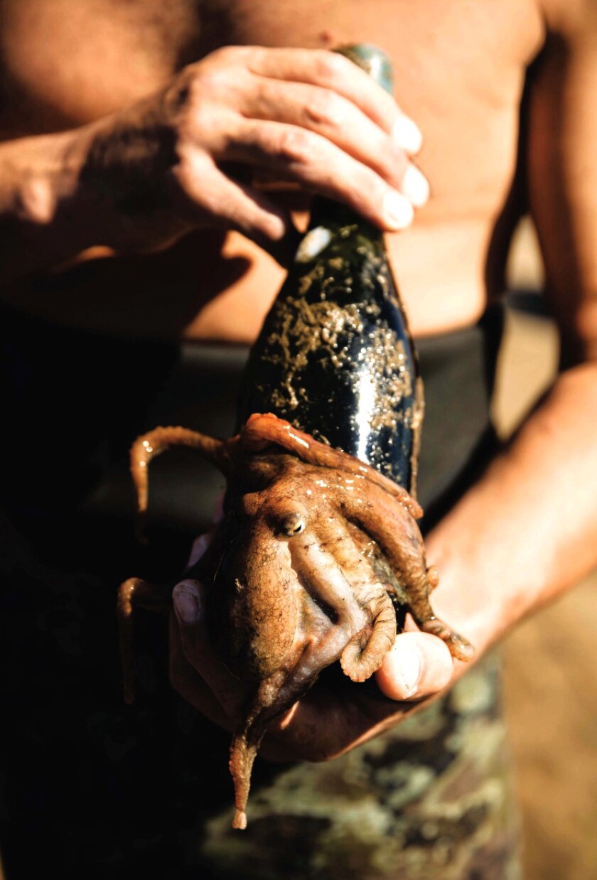 An octopus covers a Ocean Fathoms wine bottle after being kept at depth of 70 feet for several months.