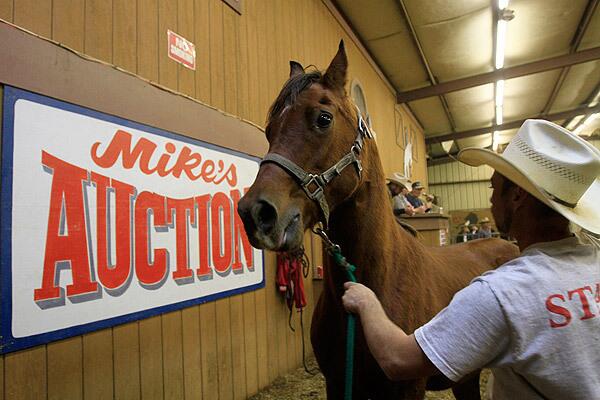 A horse auction gets underway at Mike's Livestock Auction in Mira Loma in Riverside County.