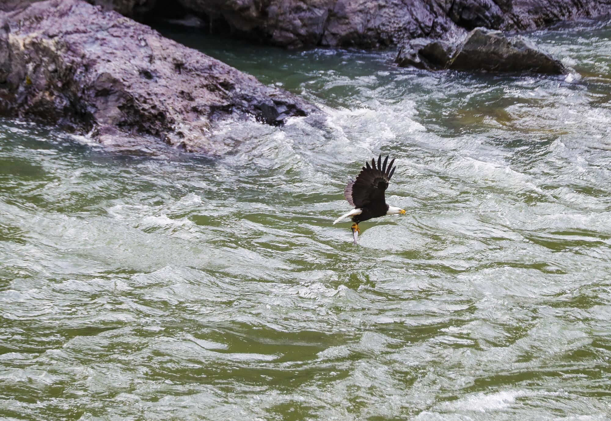 A bald eagle makes off with a fish in its talons as it soars through Hells Canyon on the Snake River.