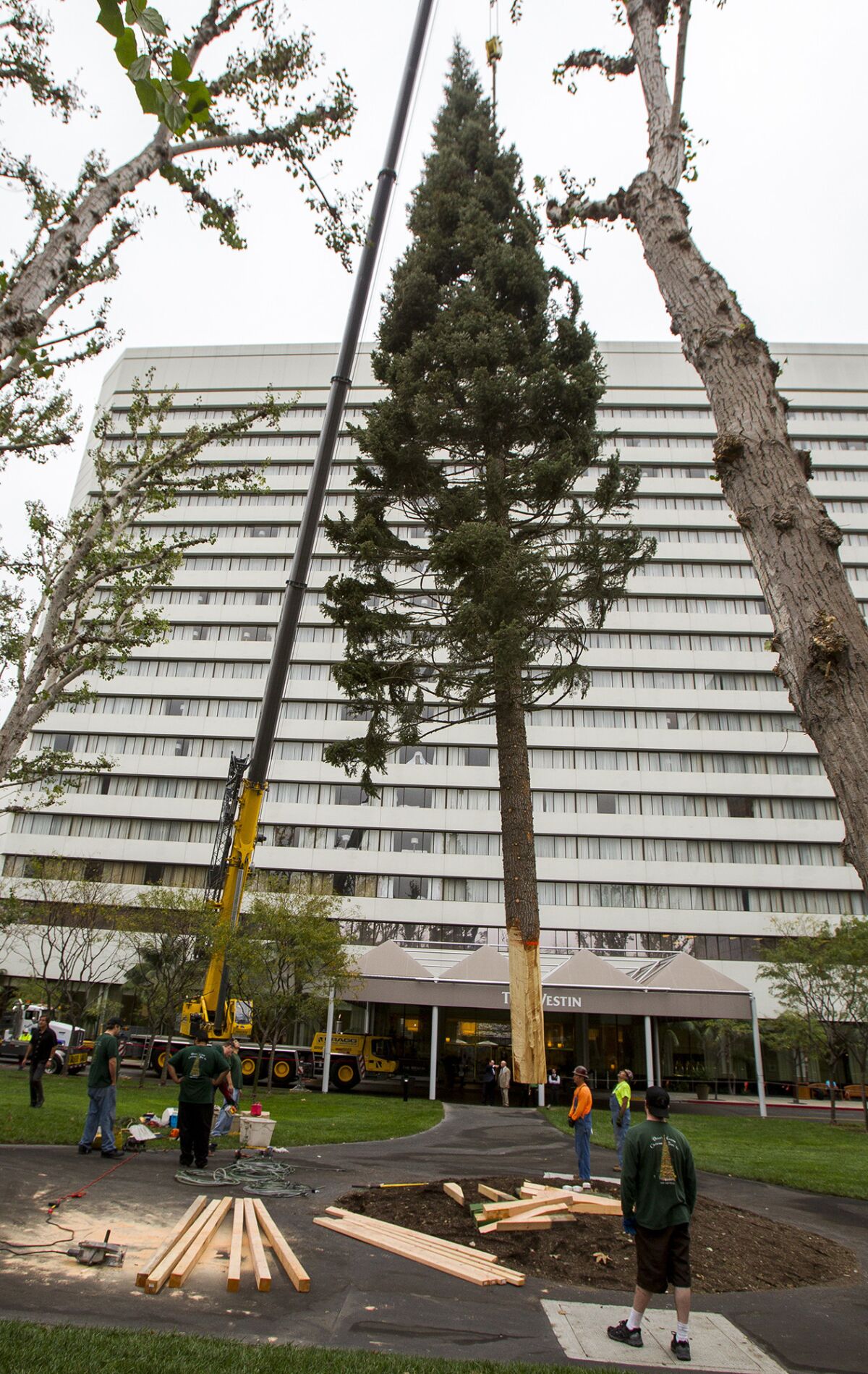 The South Coast Plaza tree is lowered into place near the Westin Hotel on Tuesday.