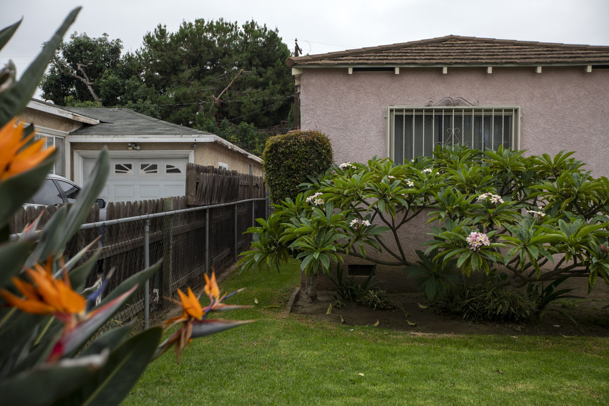 Grass grows in the yard and side yard of a pink, one-story stucco house