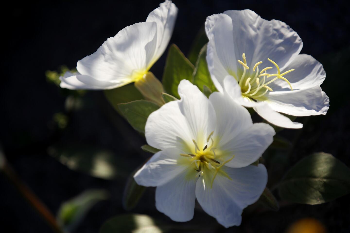 Anza-Borrego wildflower bloom