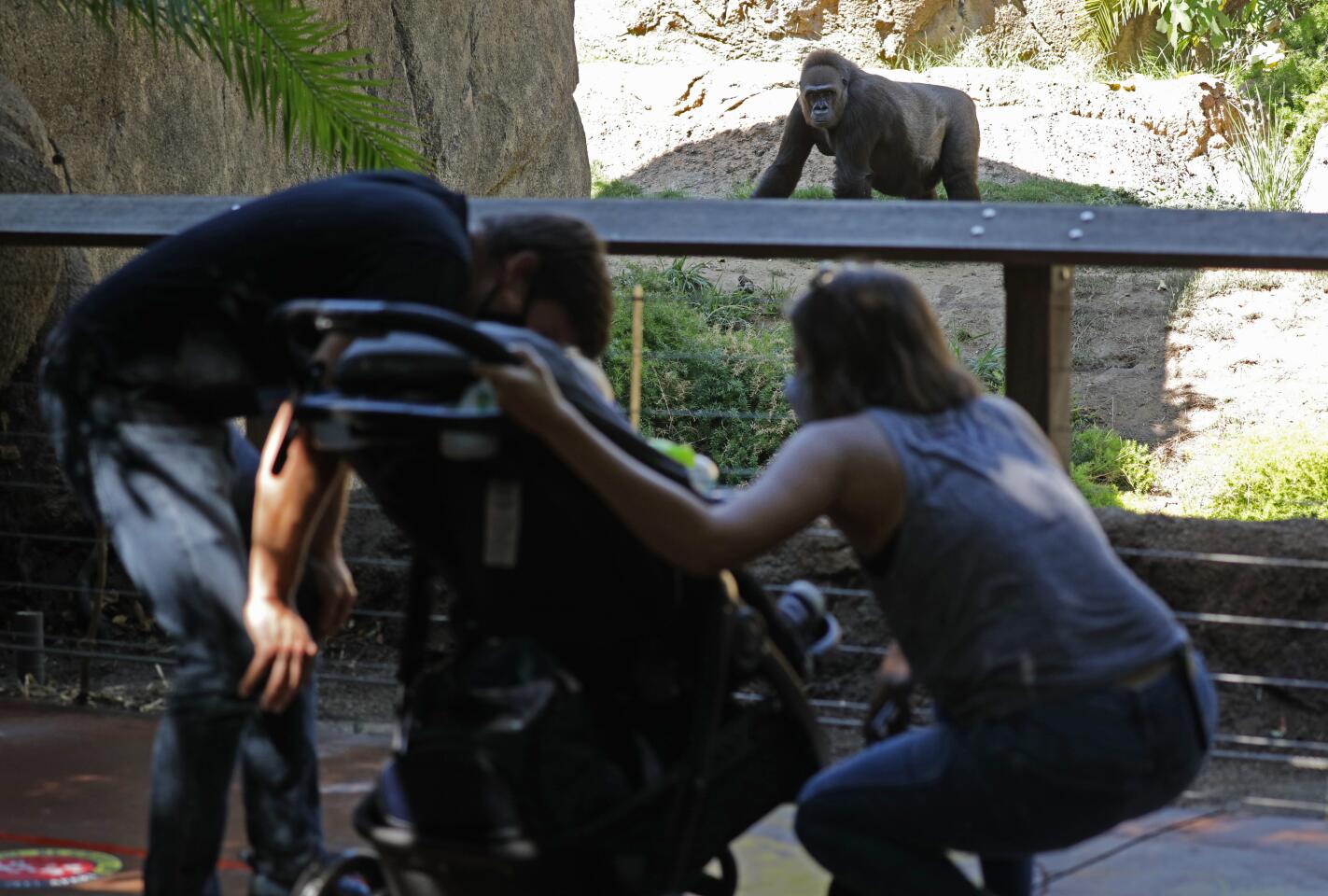 Rapunzel, a Western lowland gorilla, looks out at visitors