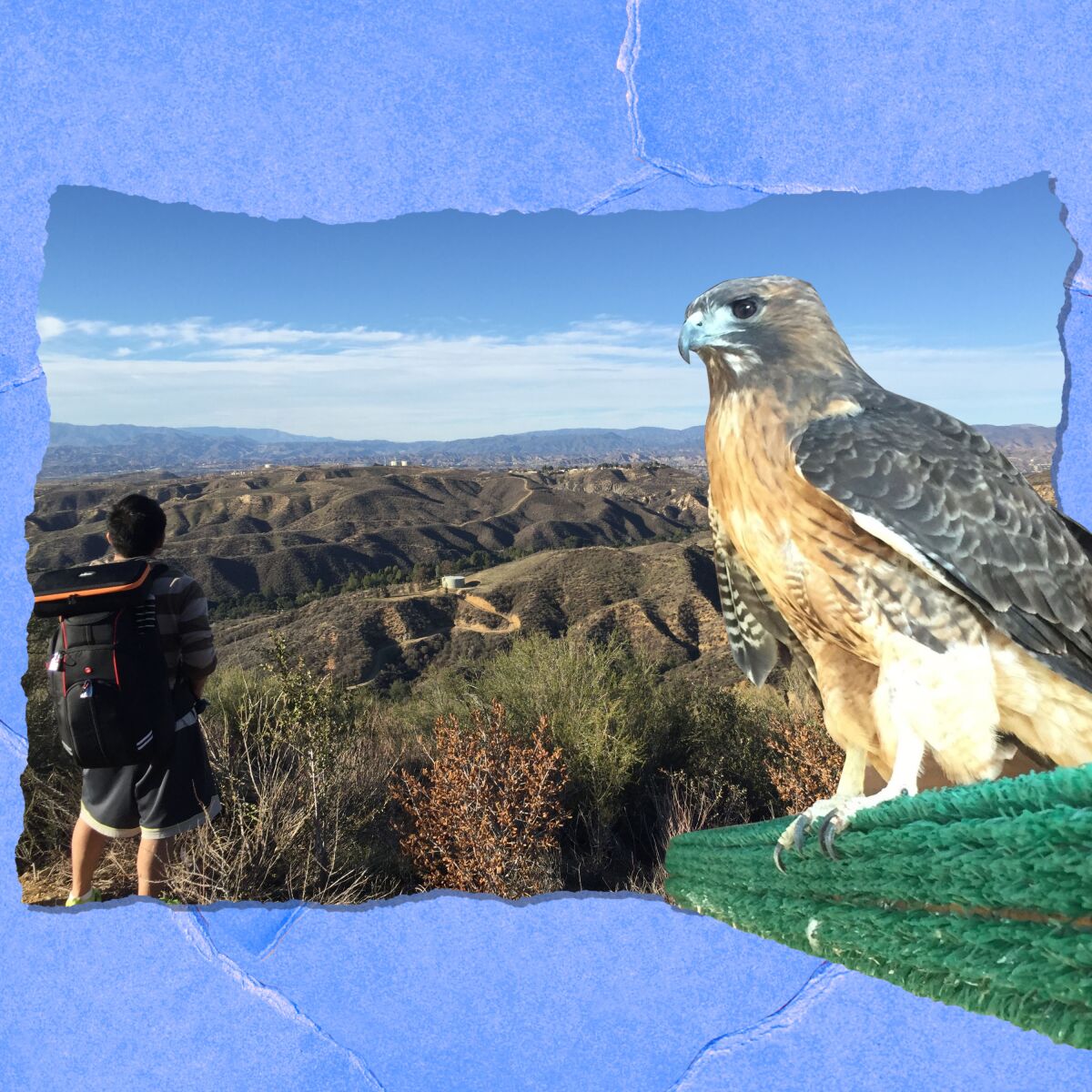 Two photos placed together; one of a hiker taking in a view from a hilltop, another of a hawk.