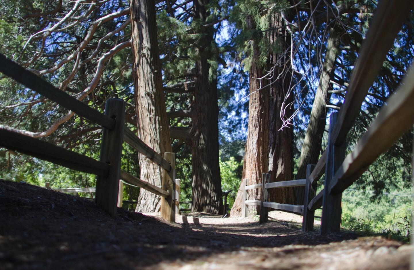 Giant sequoias