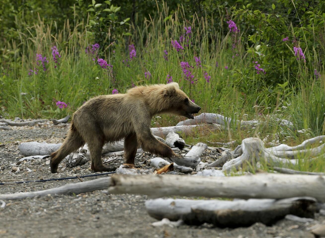 The coastal brown bears of Brooks Camp, Alaska