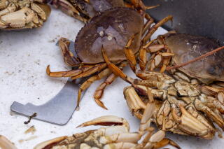 Dungeness crabs wriggle in a holding tank.