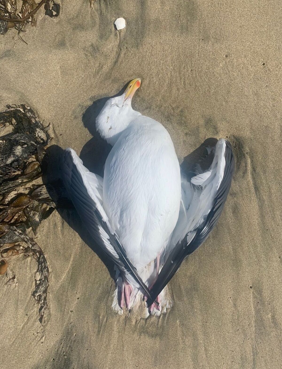 A belly-up sick Western Gull laying on sand next to seaweed.