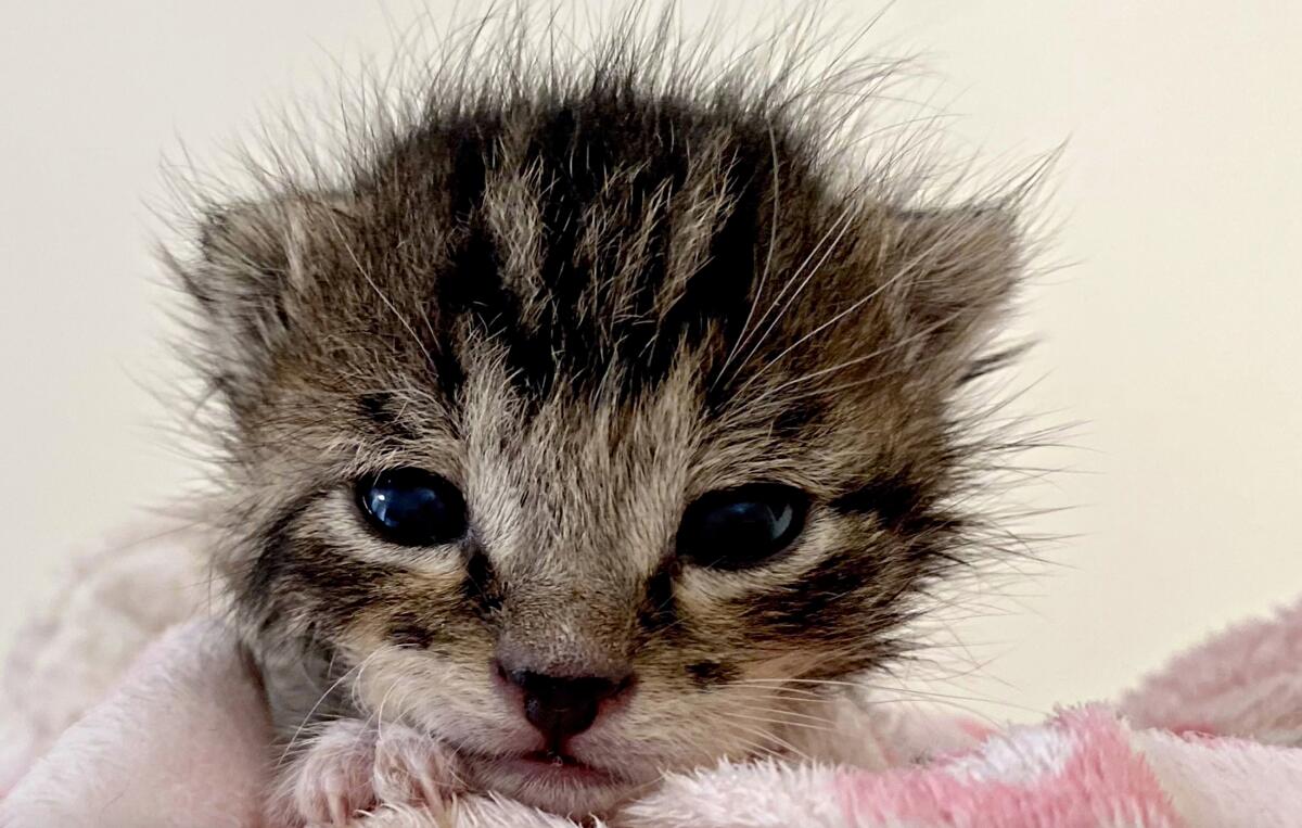 A very small foster kitten, peeking out over a cloth.