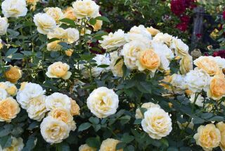 Julia Child, a very disease resistant golden butter yellow Tom Carruth floribunda rose blooms in huge healthy clusters and welcomes brides and wedding guests at Quail Haven Farm. CREDIT: Rita Perwich