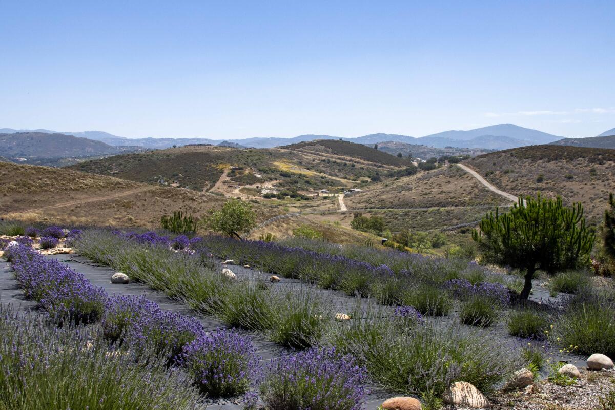 A commercial field of lavender growing successfully in the back hills of San Diego County.